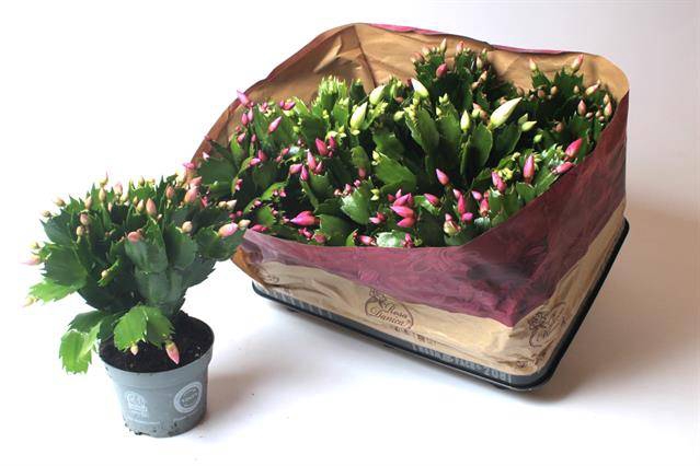 <h4>SCHLUMBERGERA MIX P12</h4>