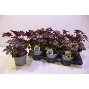 Heuch Mi Palace Purp