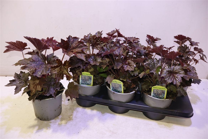 <h4>Heuch Mi Palace Purp</h4>