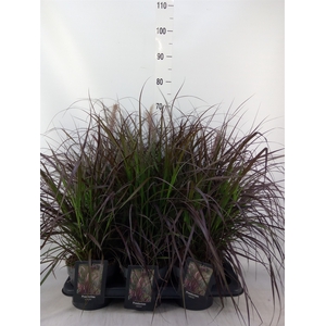 Pennisetum   ...