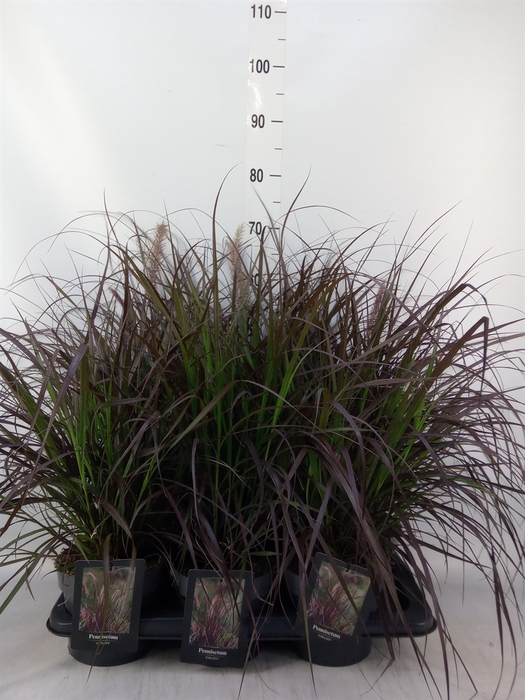 <h4>Pennisetum   ...</h4>