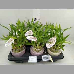 Dracaena sand. 'Lucky Bamboo' ..pyr