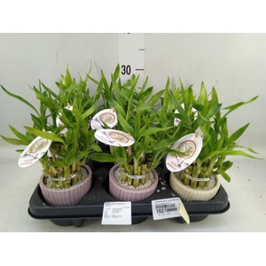 Dracaena sand. 'Lucky Bamboo' ..pyr