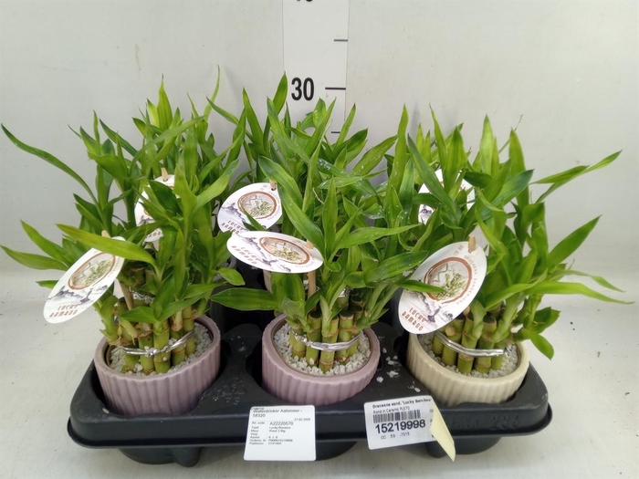 <h4>Dracaena sand. 'Lucky Bamboo' ..pyr</h4>
