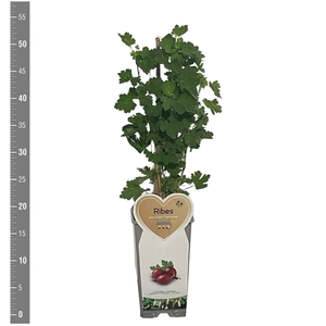 Kleinfruit Ribes u. -c. Captivator 2 liter (Doornloze kruisbes)