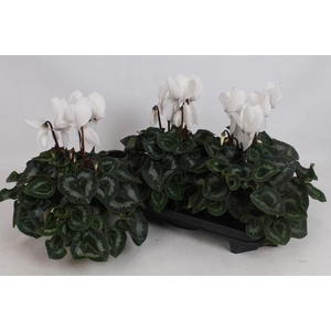 Cyclamen pers. GRBL Super Serie Mammoth