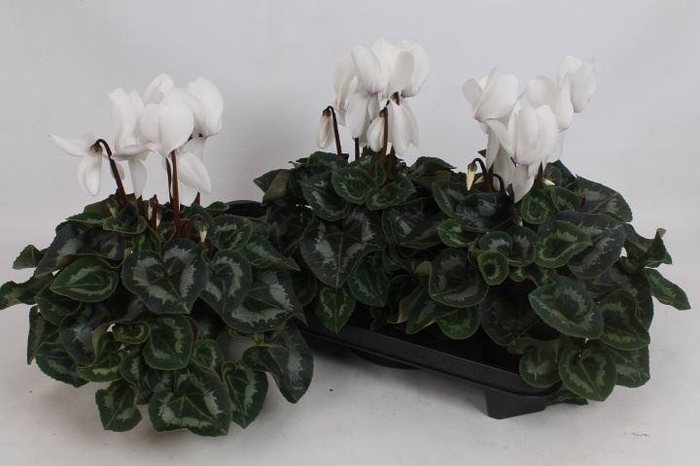 <h4>Cyclamen pers. GRBL Super Serie Mammoth</h4>