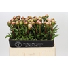 Paeonia Albert Crousse