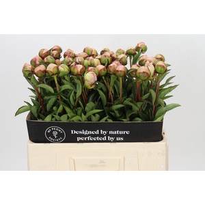 Paeonia Albert Crousse