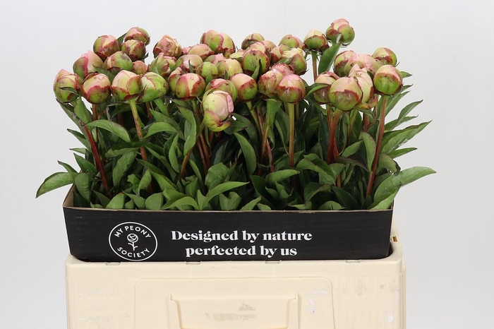 Paeonia Albert Crousse