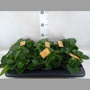 Peperomia obt. 'Red Canyon'