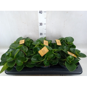 Peperomia obt. 'Red Canyon'