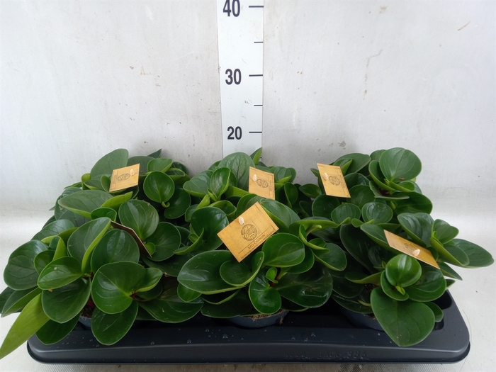 <h4>Peperomia obt. 'Red Canyon'</h4>