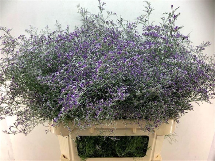 <h4>Lim Beltlaard</h4>