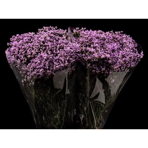 Limonium Lavander