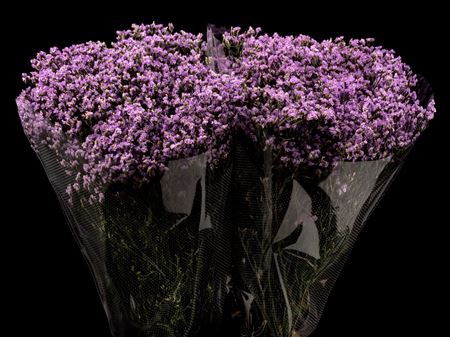 <h4>Limonium Lavander</h4>