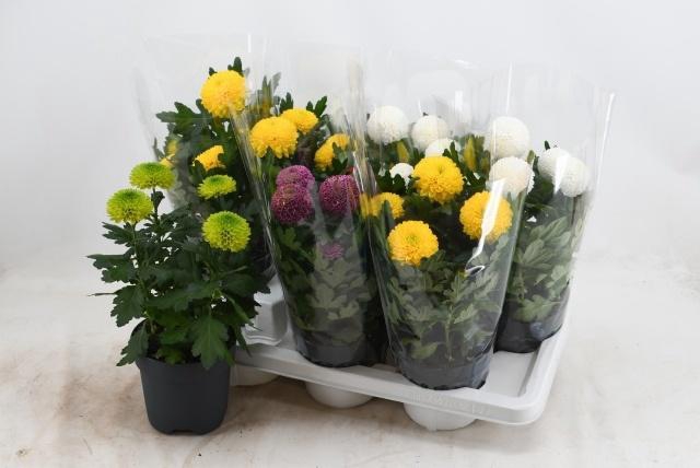 <h4>CHRYS FP GEM</h4>