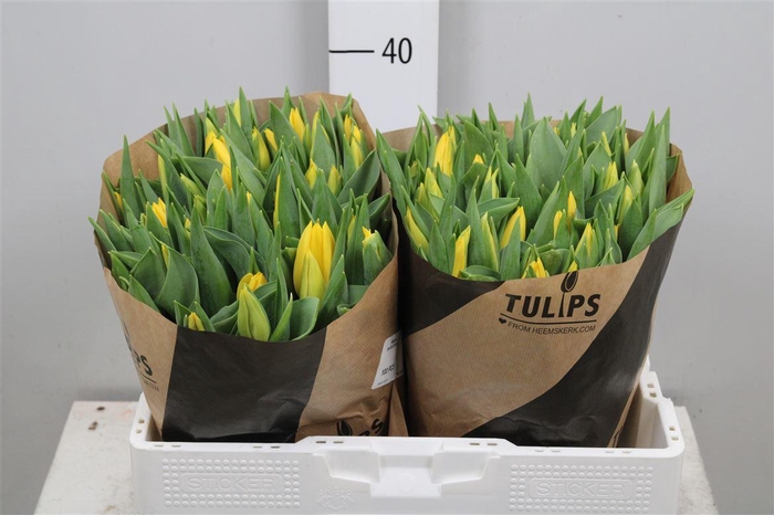 <h4>Tu En Strong Gold</h4>