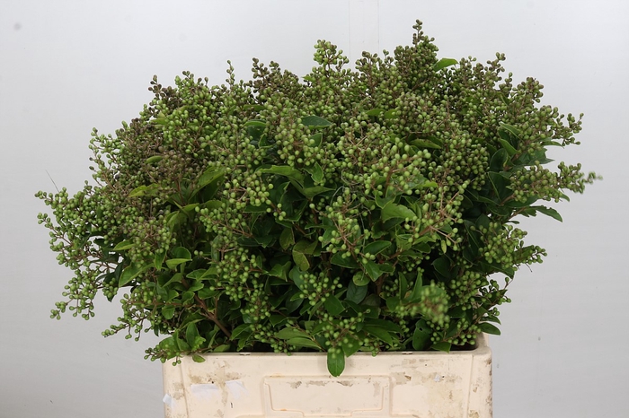 <h4>Ligustrum Libelle</h4>