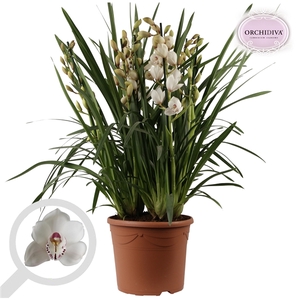 Cymbidium wit 10+tak getoufd