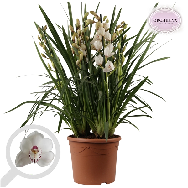 <h4>Cymbidium wit 10+tak getoufd</h4>