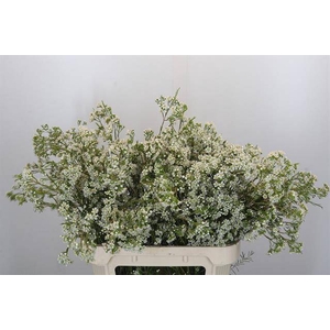 Chamelaucium blizzard