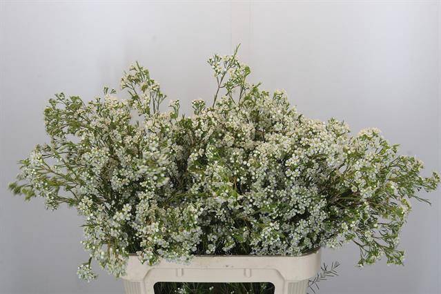 <h4>Chamelaucium blizzard</h4>