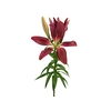 LIRIO CORLEONE 070 CM HT 3/4 FLS