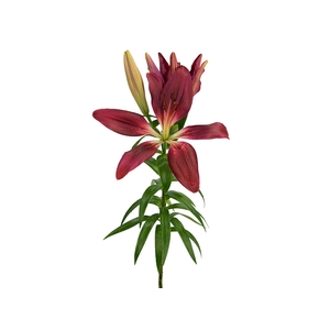 LIRIO CORLEONE 060 CM HT 3/5 FLS