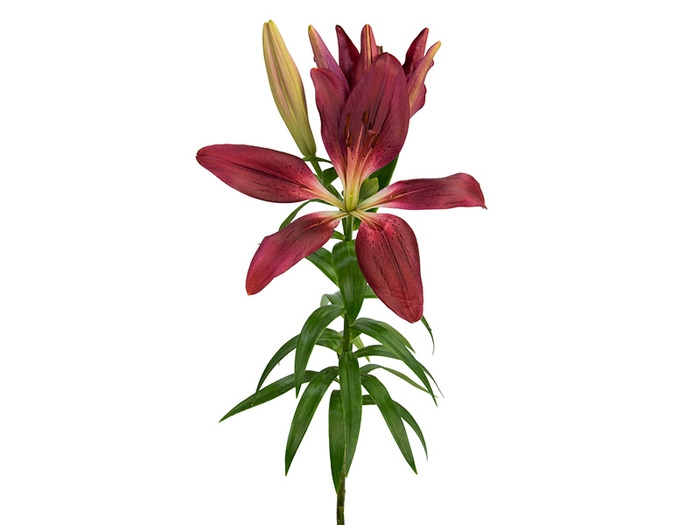 LIRIO CORLEONE 070 CM HT 3/4 FLS