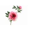 Paeonia Bud Pink