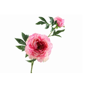 Paeonia Bud Pink