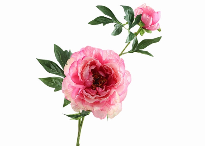 Paeonia Bud Pink