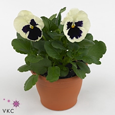 VIO WI EB WHITE BLOT