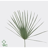 CHAMAEROPS SP BLAD