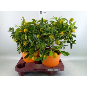 Citrofortunella mic.