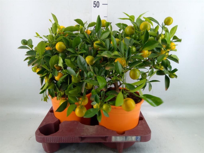 <h4>Citrofortunella mic.</h4>