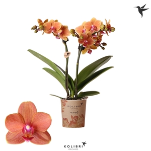 Kolibri Orchids Phalaenopsis Bolzano 2 spike