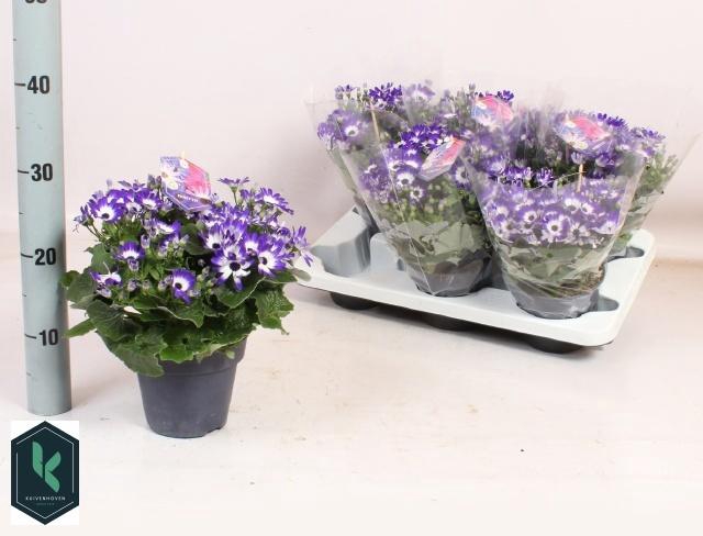 <h4>PERI C SEN BLUE BICO</h4>