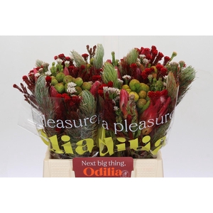 BQ Kaaps Groen Rivermix