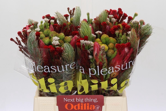 <h4>BQ Kaaps Groen Rivermix</h4>