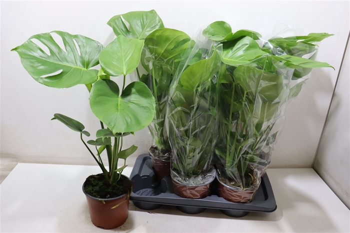 <h4>Monstera Deliciosa</h4>