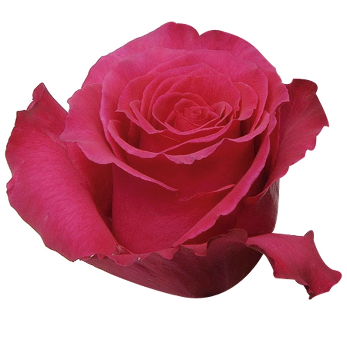 <h4>ROSA HOT LADY 050 CM ESTUFA</h4>