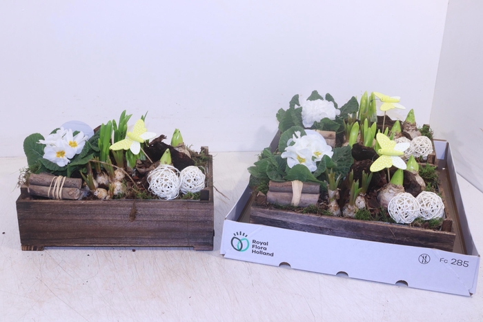 <h4>ARR TUINPLANTEN</h4>