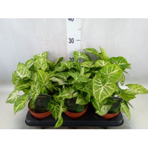 Syngonium  'Arrow'