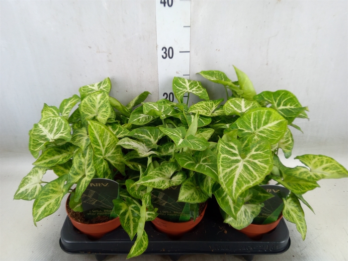 <h4>Syngonium  'Arrow'</h4>