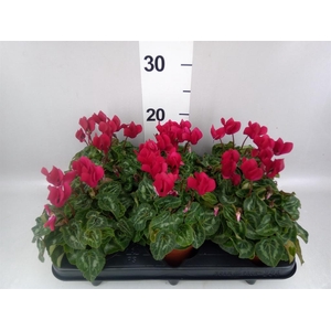 Cyclamen KL 'Compact'