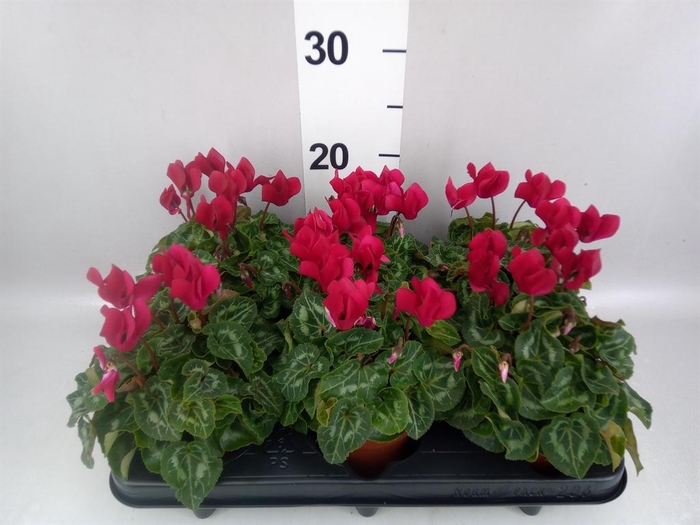 <h4>Cyclamen KL 'Compact'</h4>