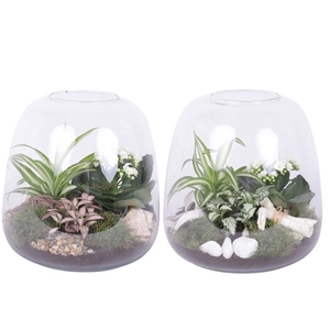 Yearround Arr. Indoor Glass Vase Terrarium Round Ø23cm 3PP