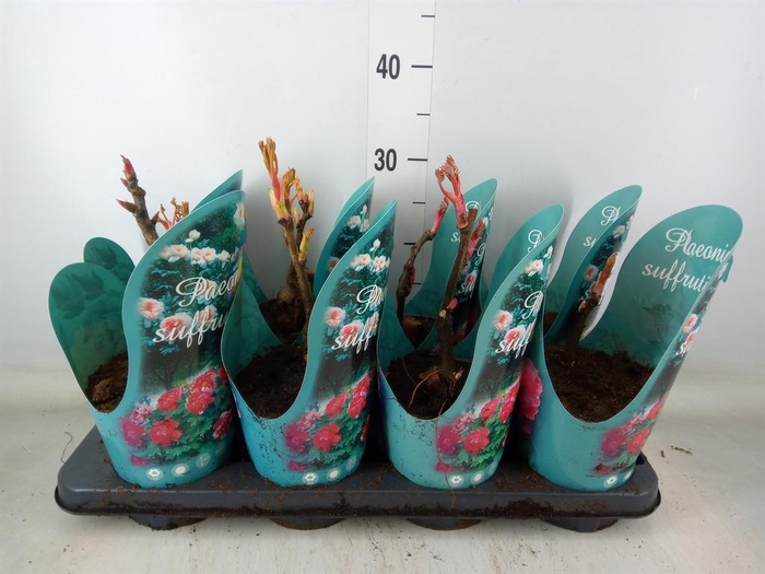 <h4>Paeonia suffruticosa   ...mix</h4>